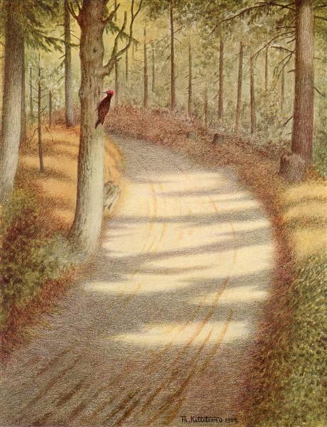 Woodpecker, 1900 - 蒂奥多·吉特尔森
