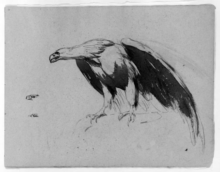 Eagle (from Sketchbook) - Томас Саллі