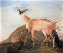 Deer - Tivadar Kosztka Csontvary