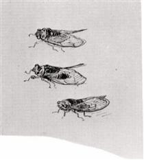 Three Cicadas - 梵谷