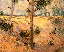 Trees in a Field on a Sunny Day - Вінсент Ван Гог
